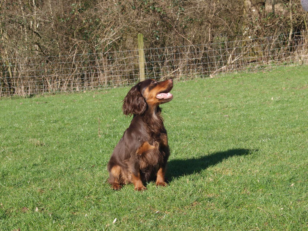 chocolate and tan cocker spaniel puppies for sale
